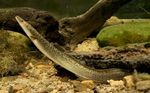 Longneck eel